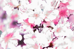 Azalea Dream