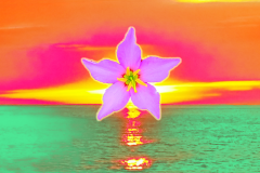 Burning Flower