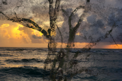 Dream Tree 1
