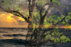 Dream Tree 2