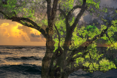Dream Tree 3