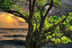 Dream Tree 5