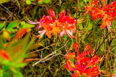 Flaming Azaleas
