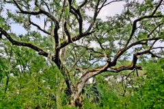 Haunted Tree