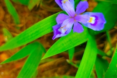 Iris Dreams 1