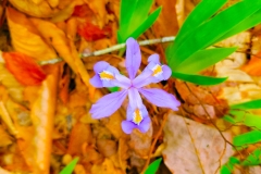 Iris Dreams 2
