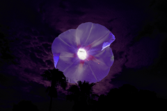 Moon Flower