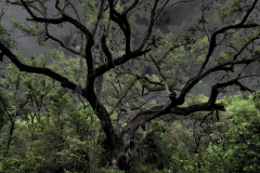 Storm Tree