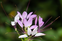 Backyard Beauty II