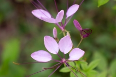 Backyard Beauty I