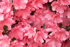 Backyard Azalea 1