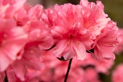 Backyard Azalea 2