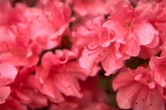 Backyard Azalea 4