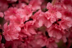 Backyard Azalea 5