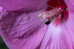 Hibiscus and Bee