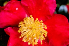 Red Flower