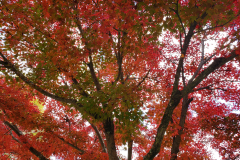 Pink and Green