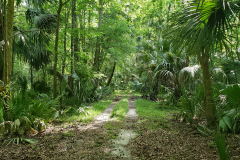 Paradise Road