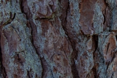 Pine Bark with Lichen