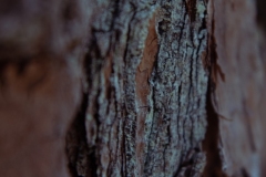 Pine Bark with Lichen 2