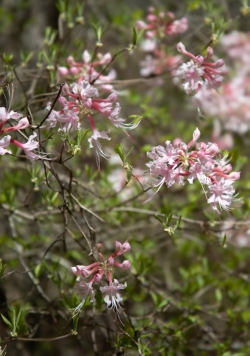 White Azalea Shrub