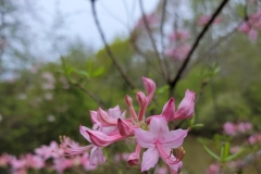 Pink Azalea