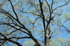 Awakening Oak