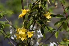 Caroline Jessamine Vine 2