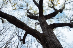 Chestnut Oak