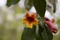 Crossvine