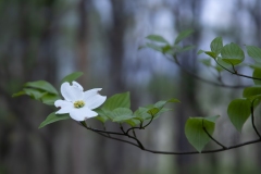 Dogwood
