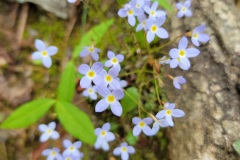 Fairy Flowers