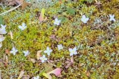 Fairy Way