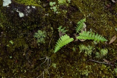 Fern and Moss