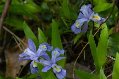 Dwarf Crested Iris