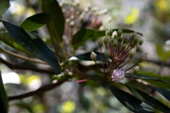 Mountain Laurel First Bloom