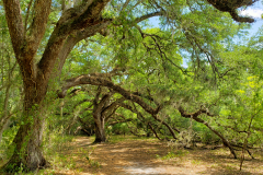 Oak Paradise
