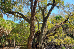 Old Man Oak