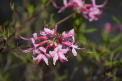 Pink Azalea 2
