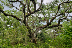 Spider Oak
