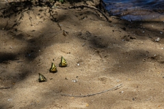 Swallowtails on Sand