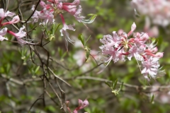 White Azalea Shrub