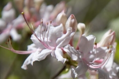 White Azalea 2