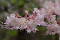 White Azalea 3