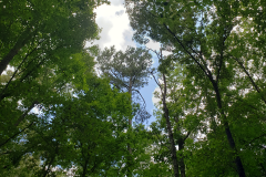 Nature's Church