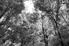 Nature's Church